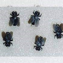 картинка Набор черных мух - декорация на Хэллоуин от магазина Одежда+